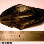 Iguanodon Tooth