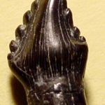 Possible Polacanthus Tooth