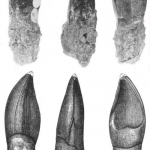 Oplosaurus teeth