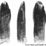 Pleurocoelus teeth