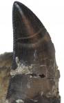 Eotyrannus tooth