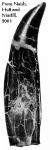Neovenator tooth