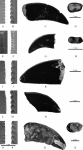 velociraptorine teeth
