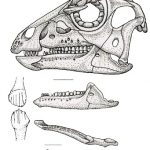Hypsilophodon skull