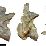 Baryonyx vertebrae