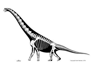 brachiosaur skeleton