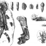 Hypsilophodon foot, teeth and other bones