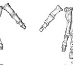 Mantellisaurus hand