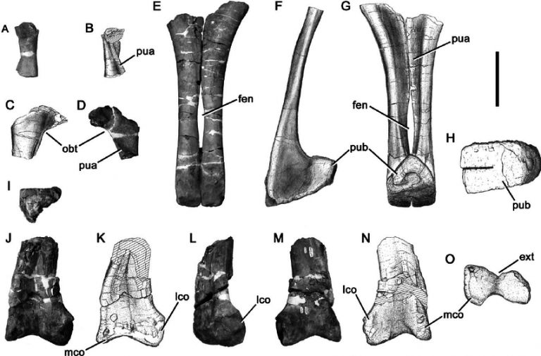 indet. tetanuran theropod (MIWG 6350)