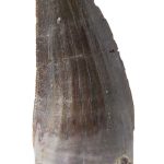 Neovenator tooth