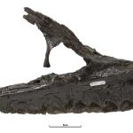 Neovenator maxilla