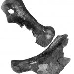 Ornithopsis holotype