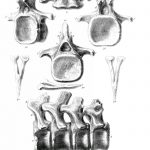 Pelorosaurus vertebra
