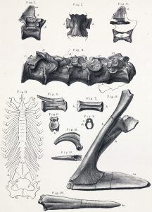 Aristosuchus material (after Owen)
