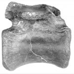 Vectaerovenator inopinatus vertebra