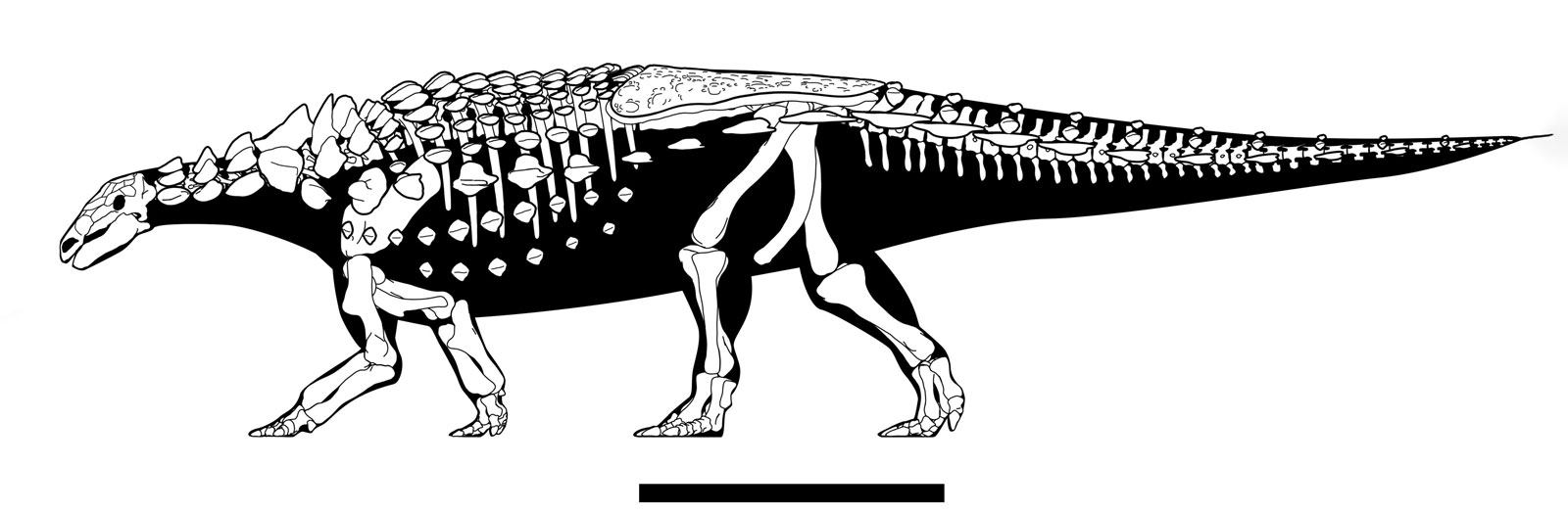 Vectipelta skeletal reconstruction from Pond et al 2023