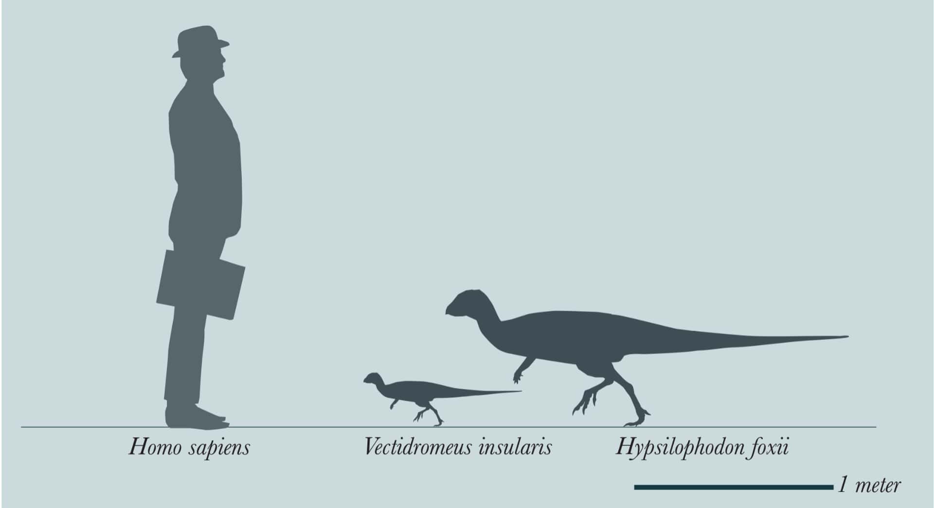 Vectidromeus to scale with a human and Hypsilophodony