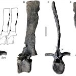 Istiorachis macarthurae neural spines