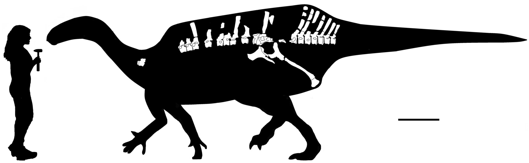 Istiorachis macarthurae