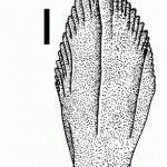 Valdosaurus tooth