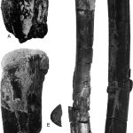 Caulkicephalus longbones