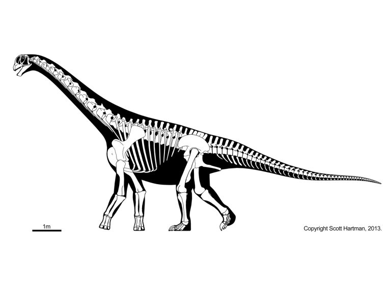 Camarasaurus skeleton