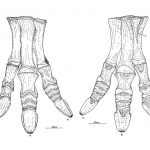 Mantellisaurus foot