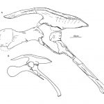 Mantellisaurus pelvis