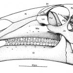 Mantellisaurus skull