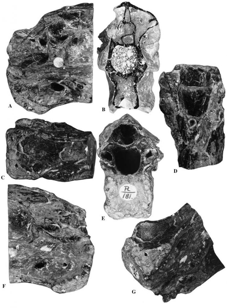 'Thecocoelurus', an Isle of Wight abelisaurid? DinoWight