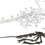 Valdosaurus tail, hips and legs
