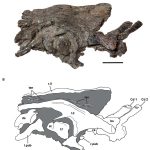 Valdosaurus pelvis