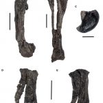 Valdosaurus leg bones