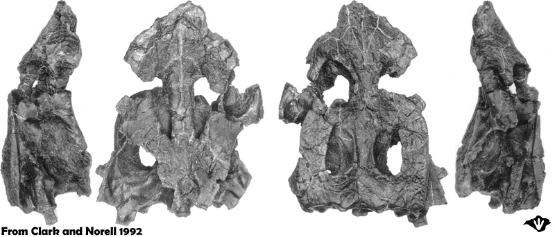 Hylaeochampsa skull