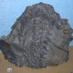 Vectocleidus at Dinosaur Isle
