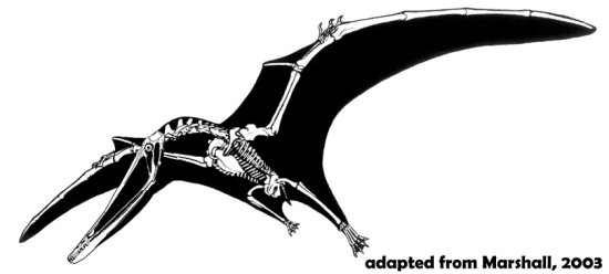 Istiodactylus skeleton