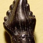 Polacanthus tooth