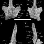 image descriptionRebbachisaurid vertebrae
