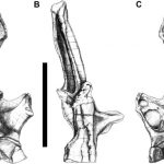 Rebbachisaurid vertebrae