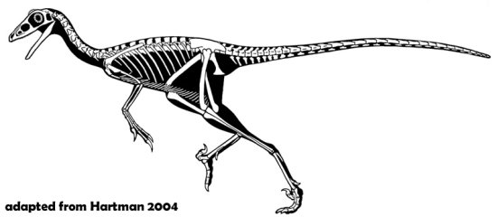 Troodontid skeleton, similar to how Yaverlandia may have appeared