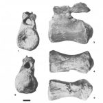 Iuticosaurus caudal vertebra NHMUK R1886