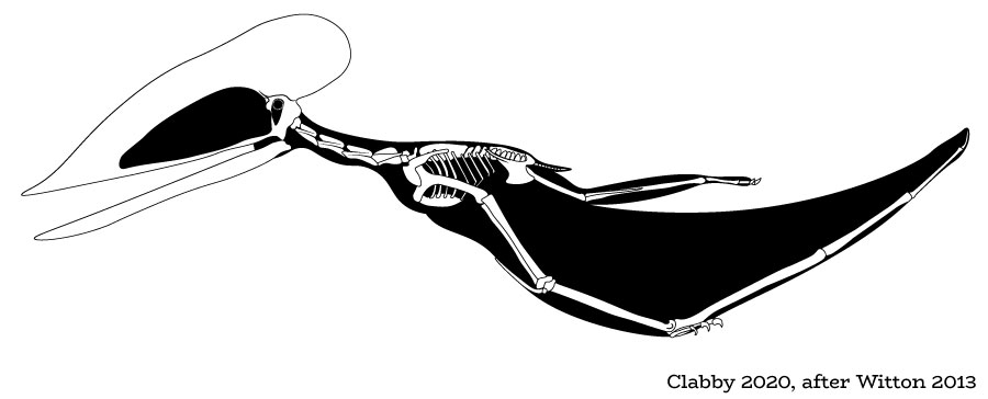 Wightia - speculative skeletal reconstruction