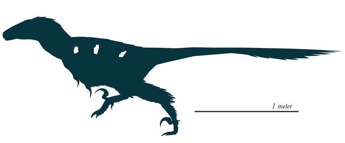 Vectiraptor Restoration