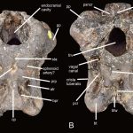 Invictibellatrix braincase: A anterior view, B posterior view