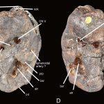 Invictibellatrix braincase: C right lateral view, D left lateral view