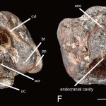 Invictibellatrix (E ventral F dorsal views)